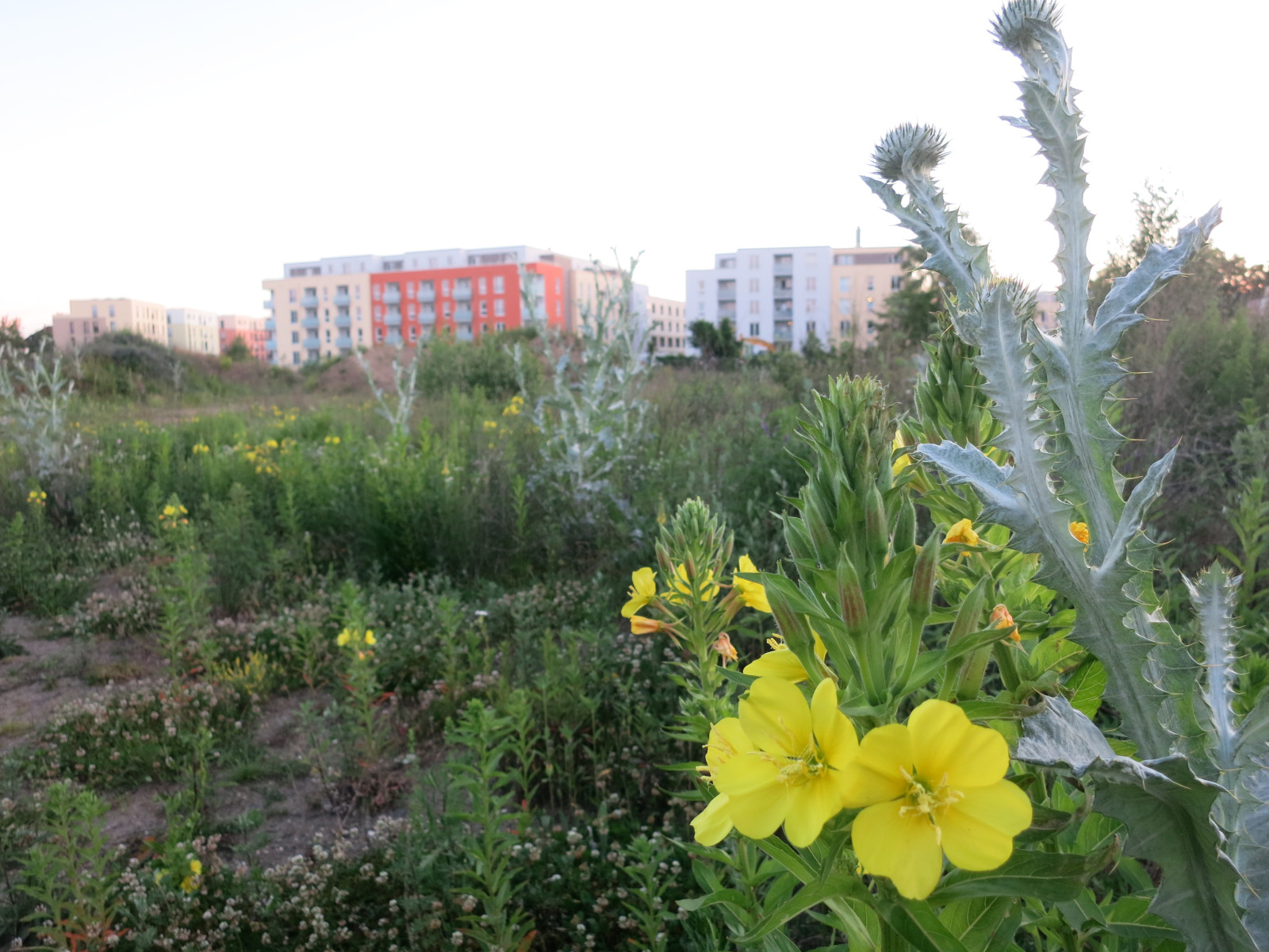 Nachtkerze Nahaufnahme