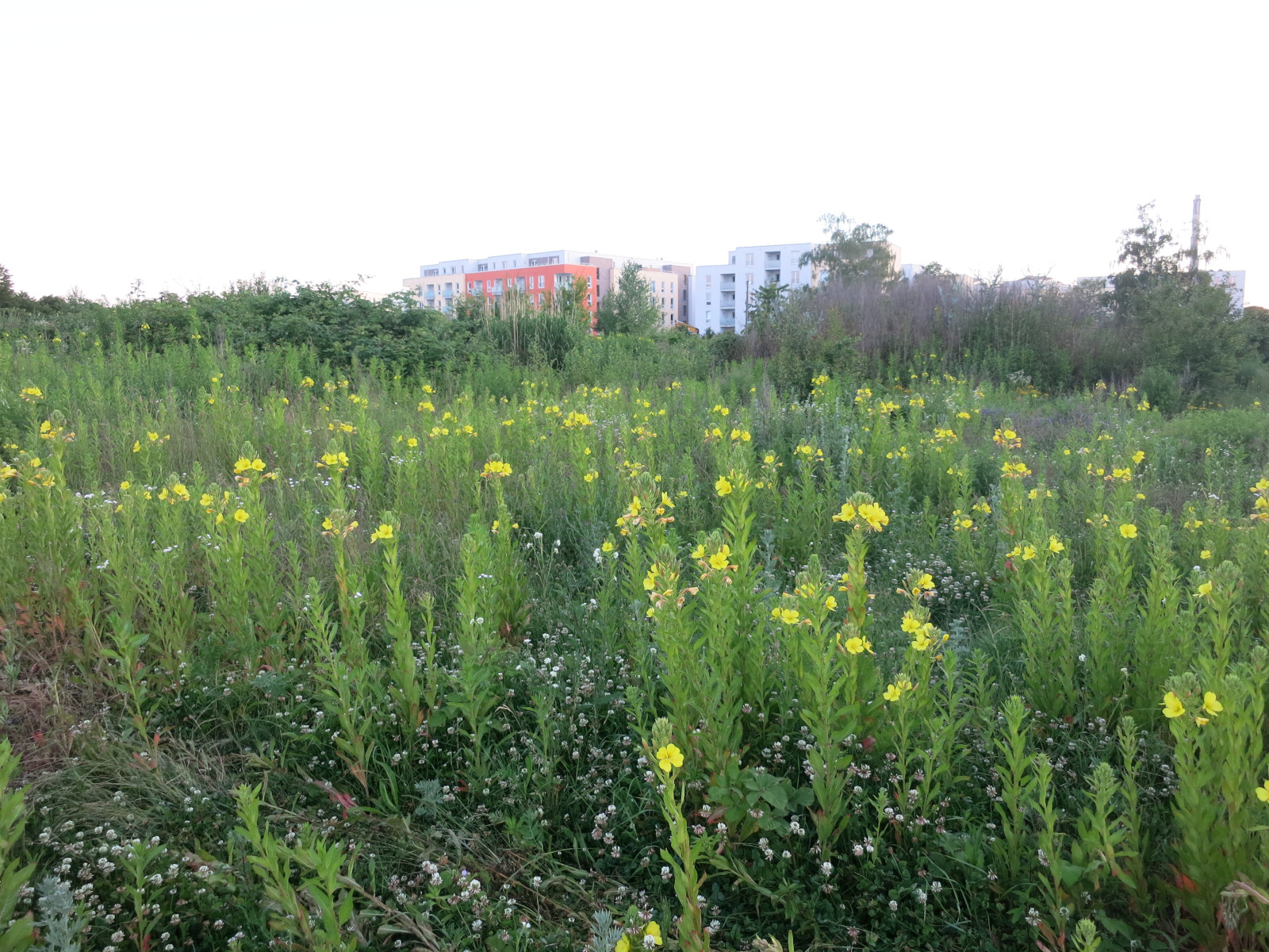 Wiese mit Nachtkerzen